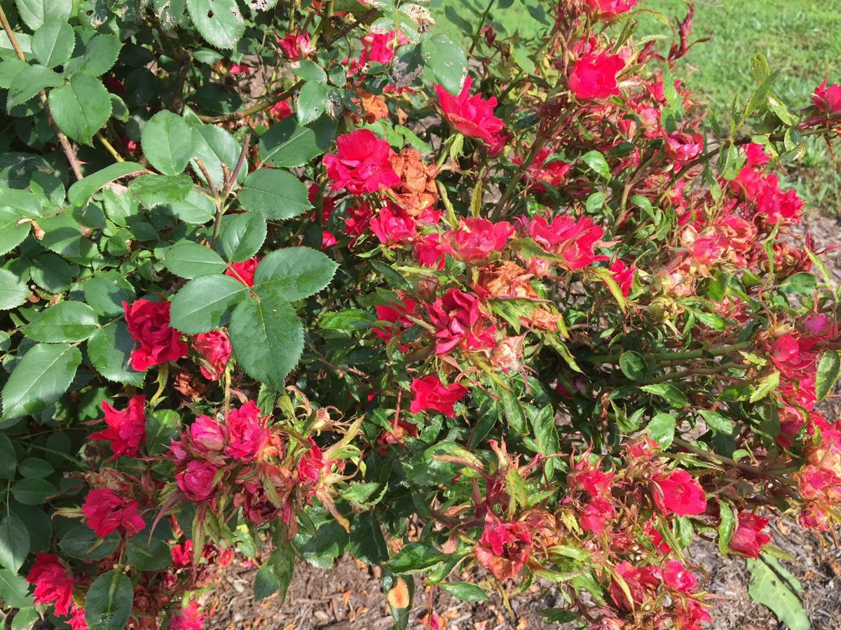 Gardening Q A What Is Causing Roses To Lose Their Leaves Richmond Com