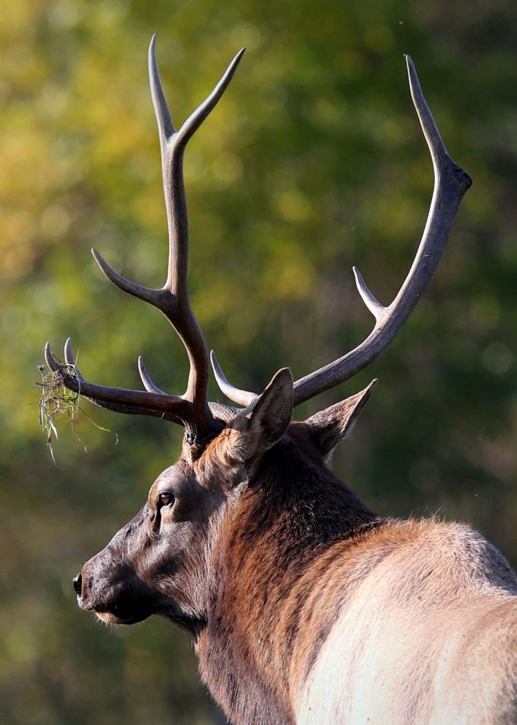 Virginia launches live 'Elk Cam' — just in time for the peak of mating