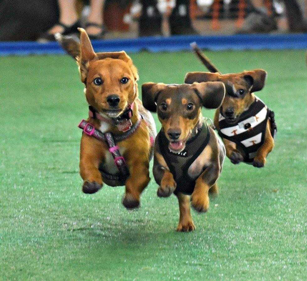 Dachshund Races Clothing for Sale