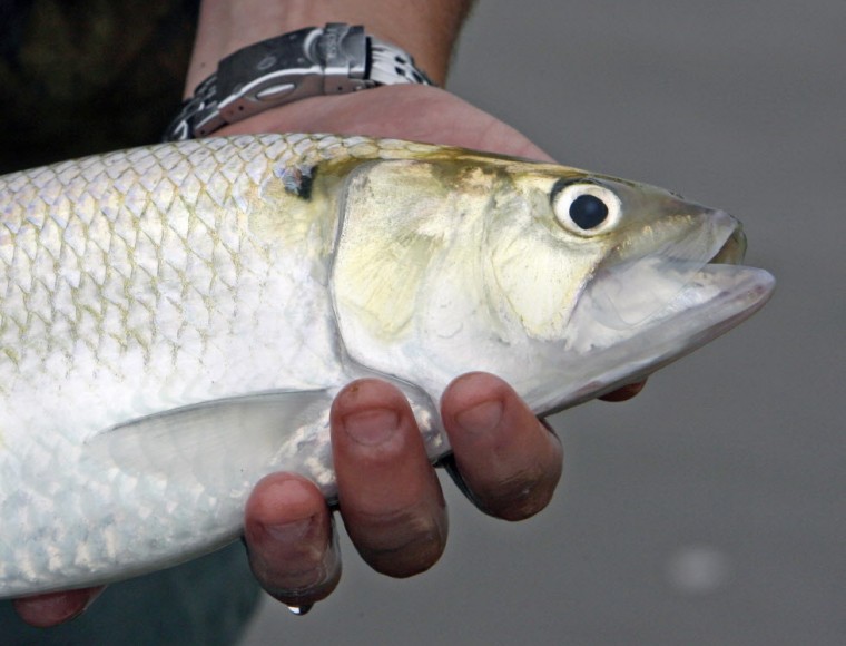 Double D Tennessee Shad -  UK