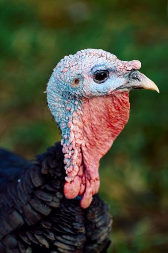 Heb Farm Homestead beautiful turkey