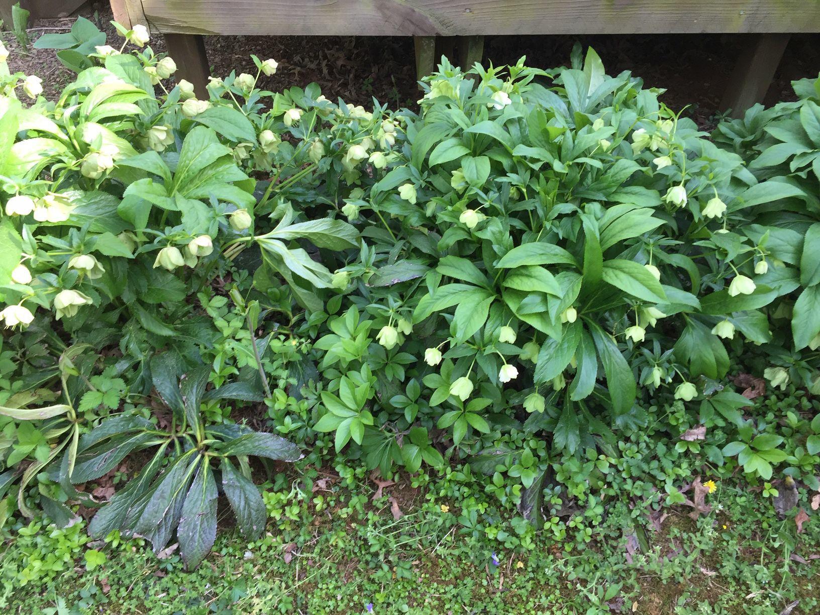Gardening Q A There S No Easy Answer When It Comes To Poa Annua Control Richmond Com
