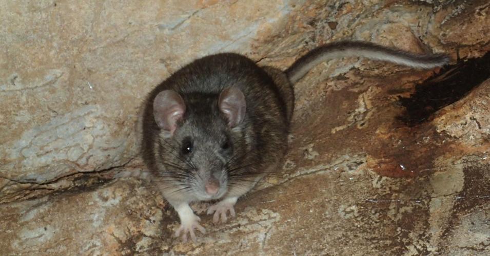 DWR Needs Your Help to Track Rare and Elusive Animals