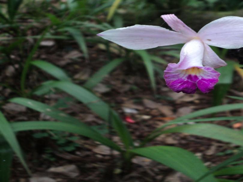 Orchids How Hawaii Became Known As Orchid Isle Richmond Com