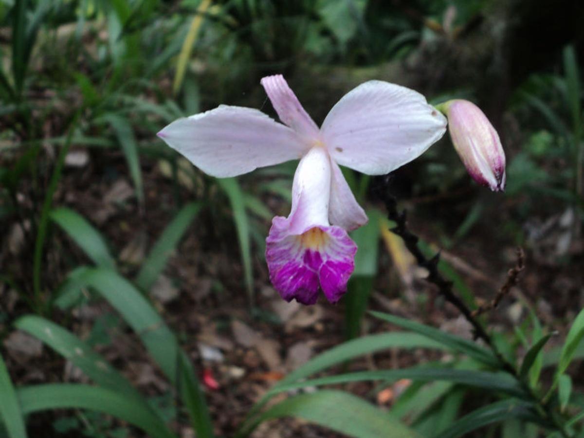 Orchids How Hawaii Became Known As Orchid Isle Richmond Com