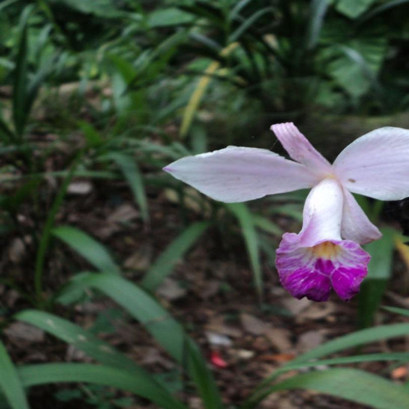 Orchids How Hawaii Became Known As Orchid Isle Richmond Com