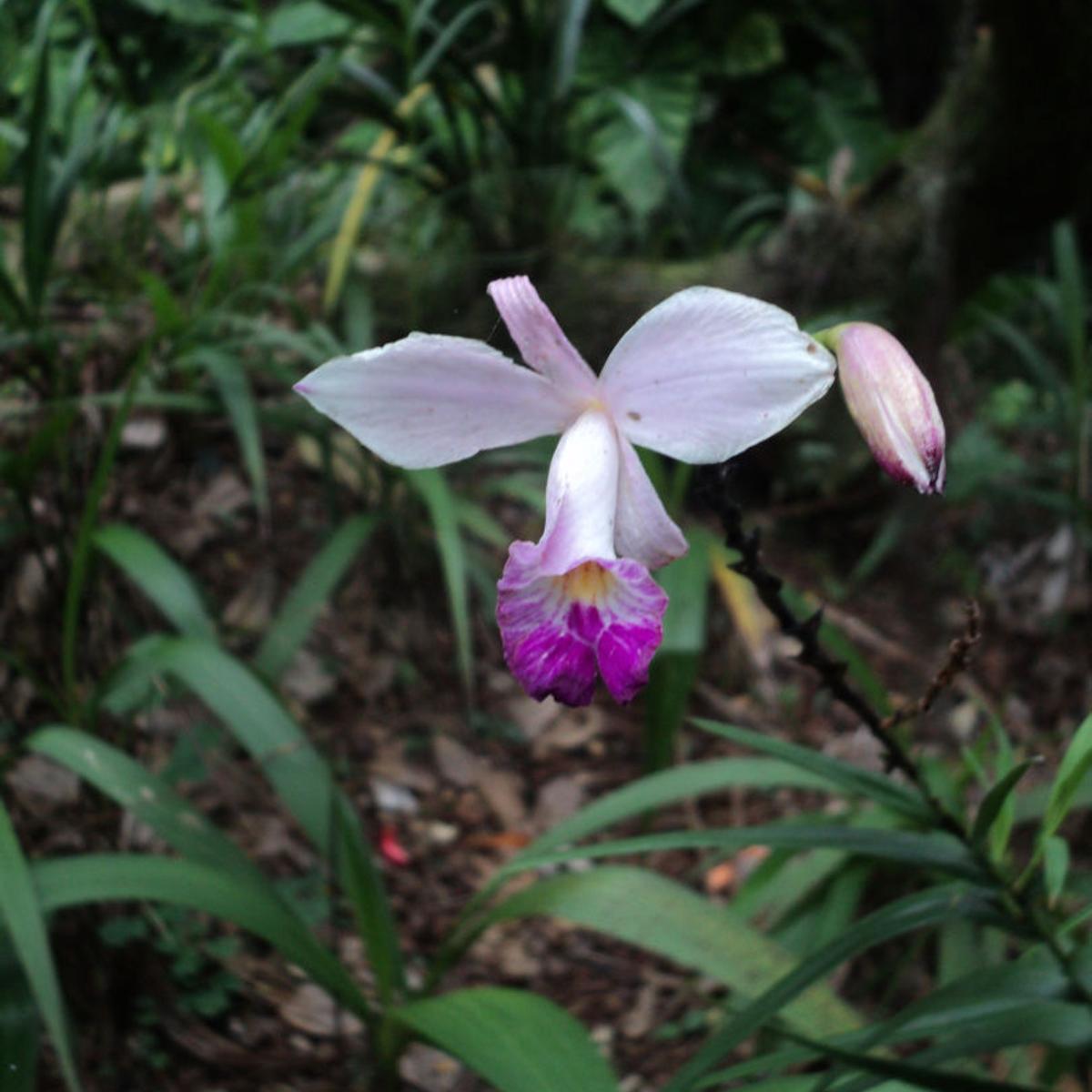 Orchids How Hawaii Became Known As Orchid Isle Richmond Com
