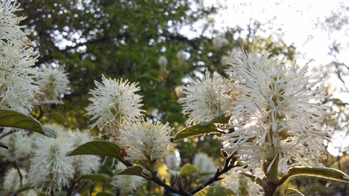 Fothergilla Plant Blossoming in Spring in Central Park in Manhattan, New York, NY.