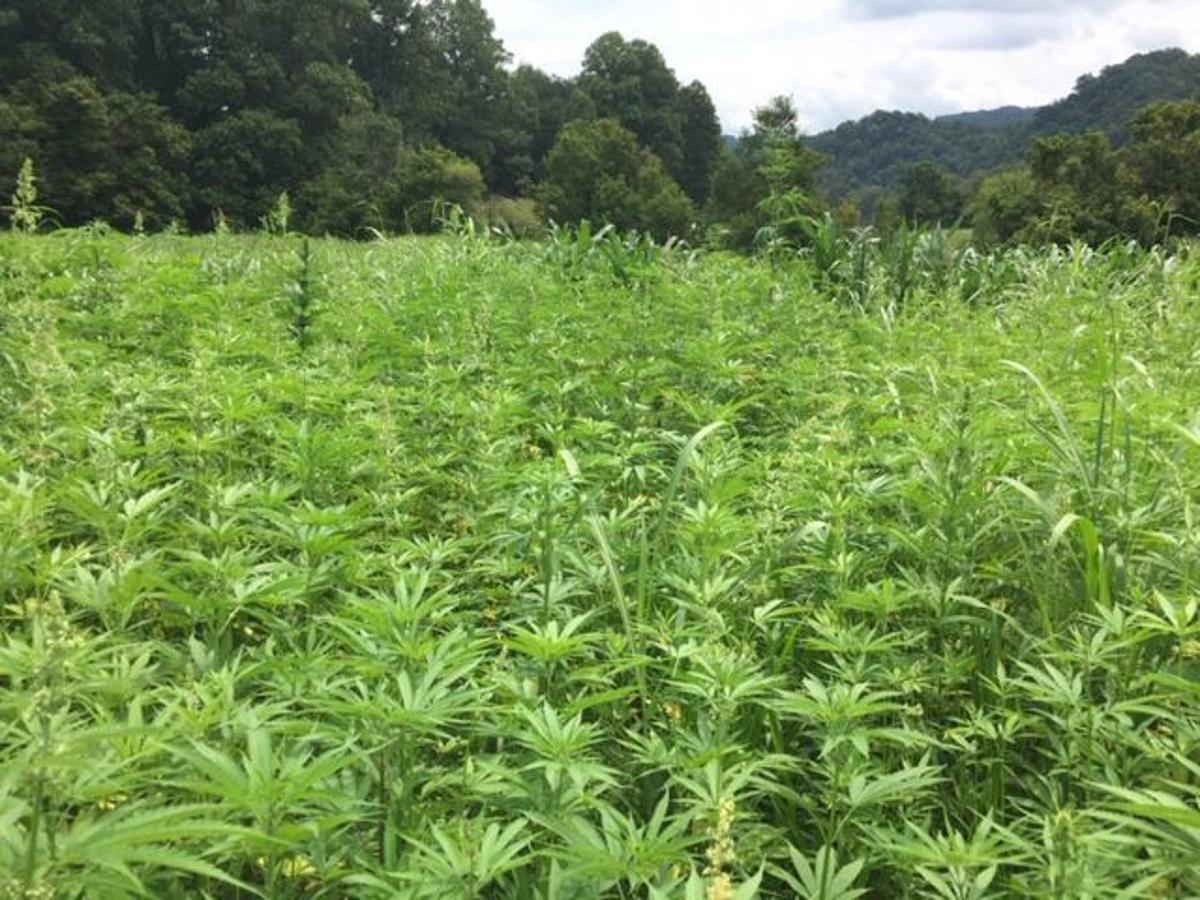 As Virginia S Industrial Hemp Market Takes Off Police Have No