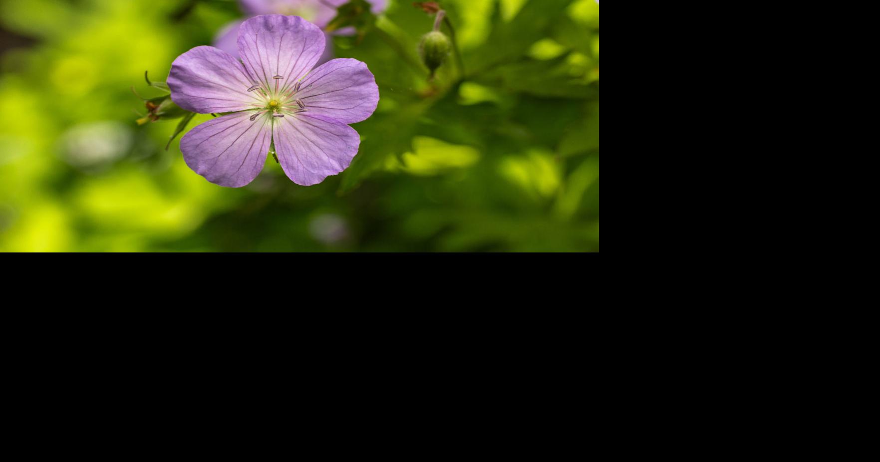Nature Notes: By a neck, it's wild geranium