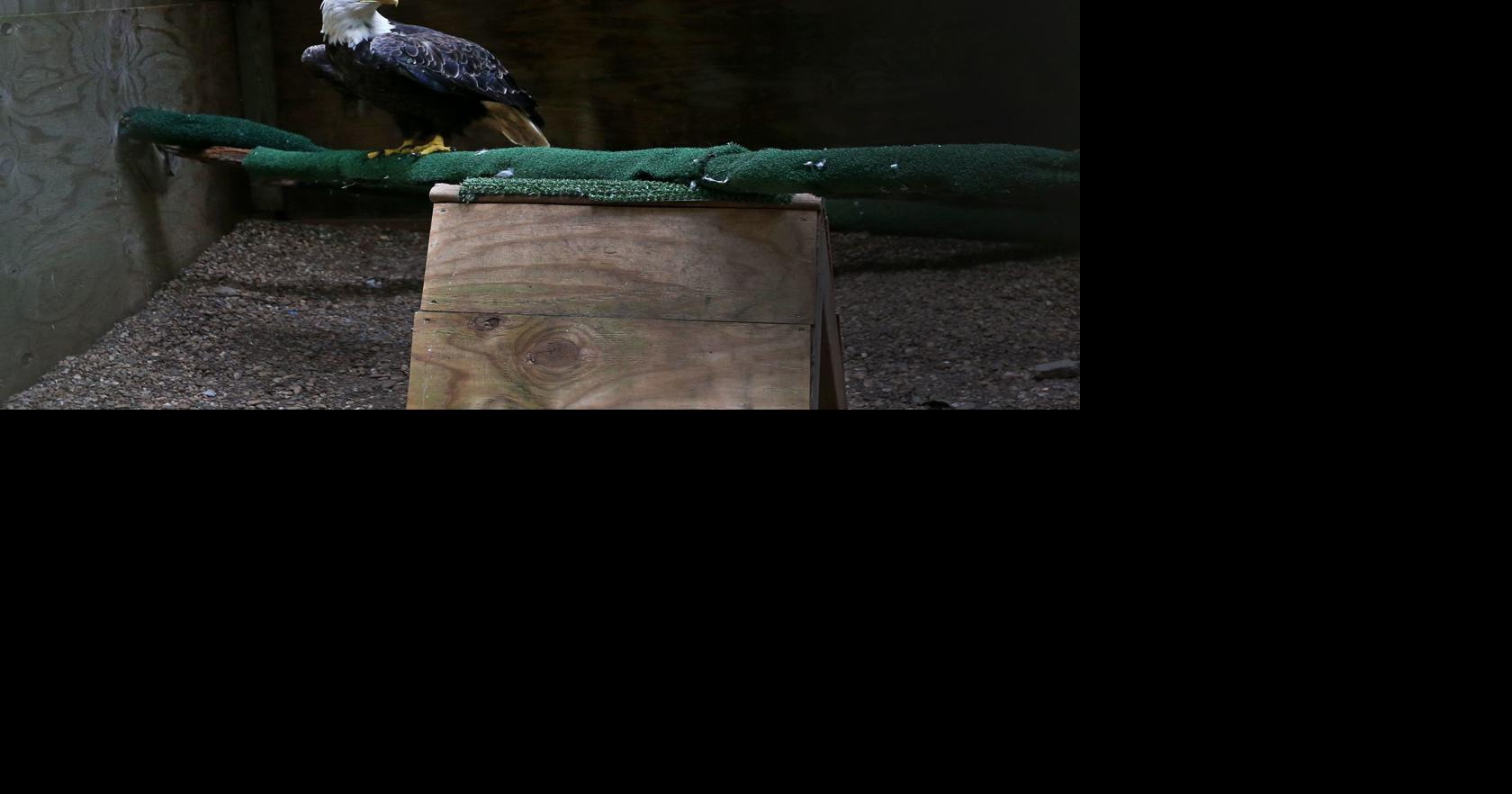 Poisonings kill seven bald eagles, great horned owl on Eastern Shore