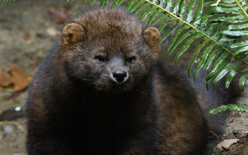 DWR Needs Your Help to Track Rare and Elusive Animals