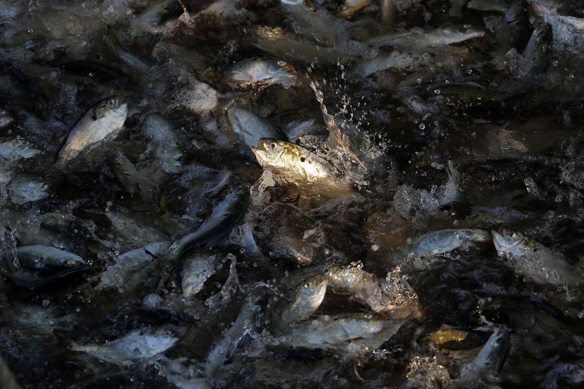 Bluefish make late-season surge across South Shore
