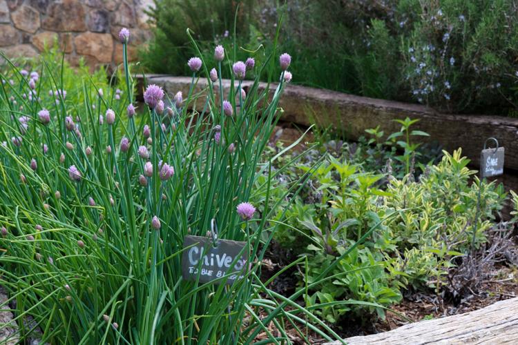 Chives in Garden
