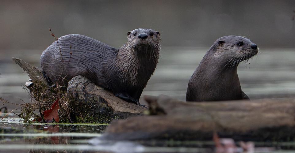 DWR Needs Your Help to Track Rare and Elusive Animals