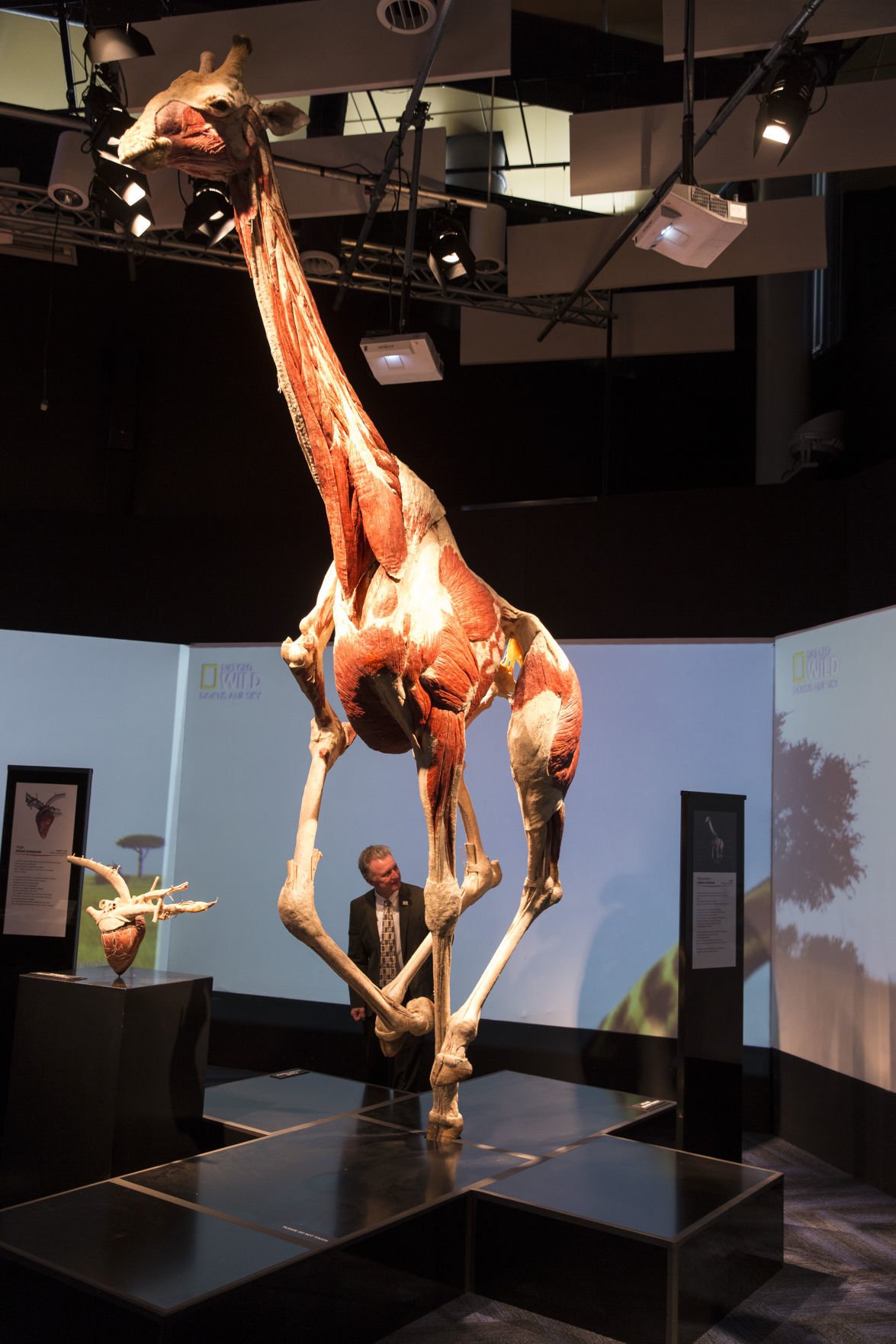 Going inside out with new animal 'Body Worlds' exhibit at the Science