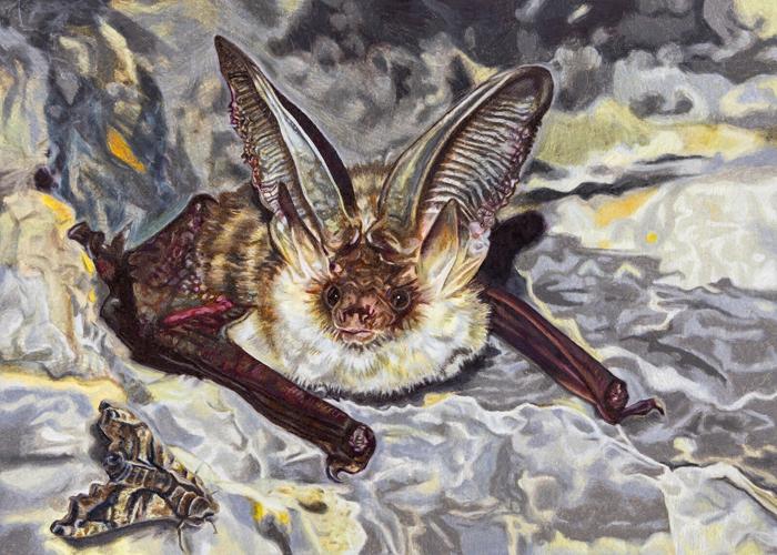 Winners of 2026 Restore the Wild Artwork Competition Chosen