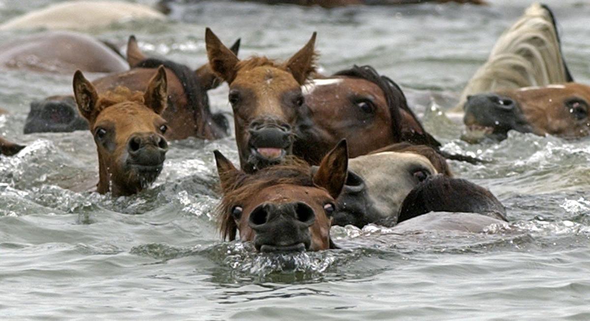 Chincoteague Events 2022
