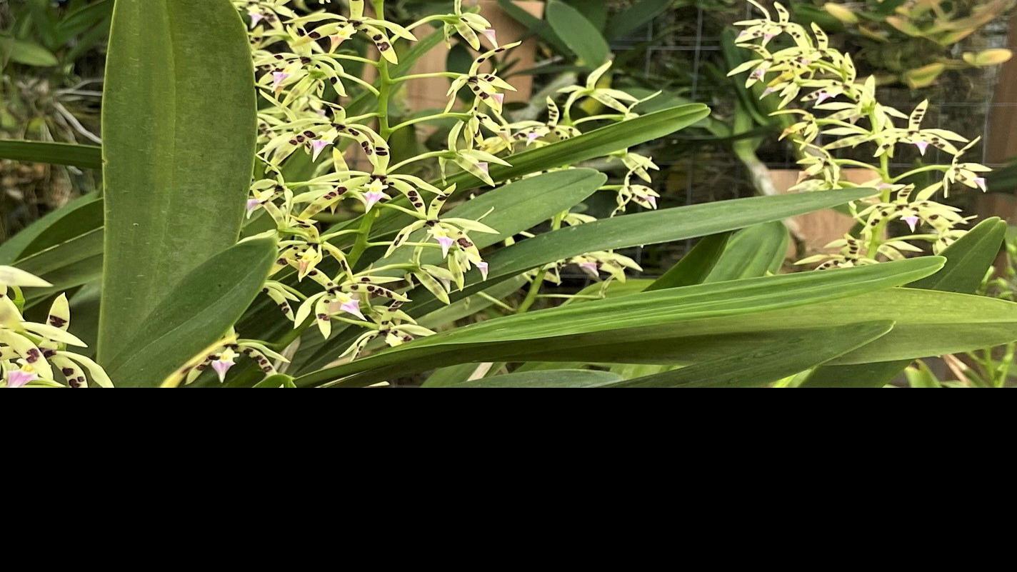 Orchids The Orchid Collection Of The Denver Botanic Gardens Home Garden Richmond Com