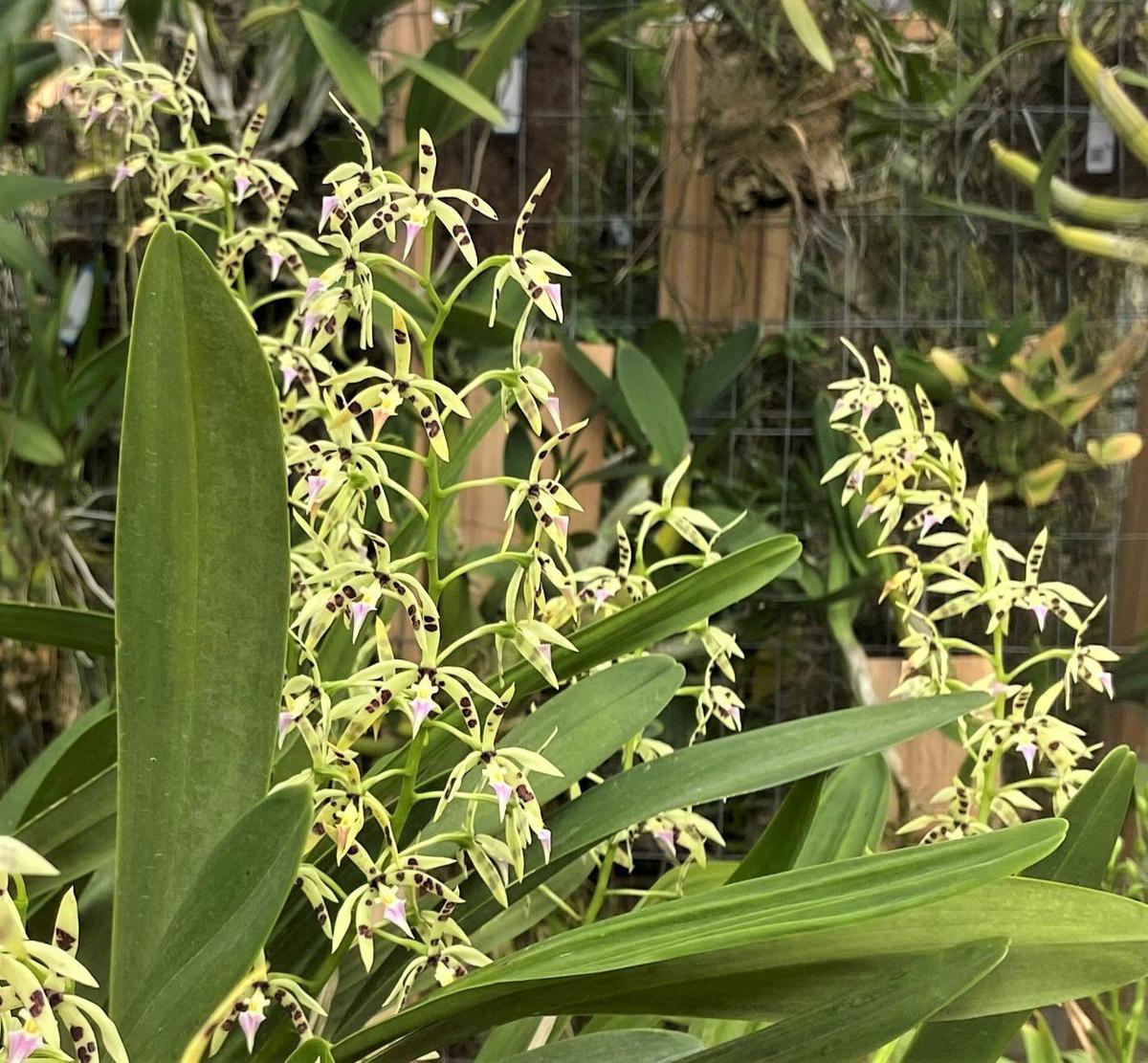Orchids The Orchid Collection Of The Denver Botanic Gardens Home Garden Richmond Com