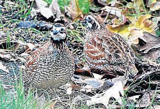 Northern Bobwhite Quail Visiting City Richmond Com