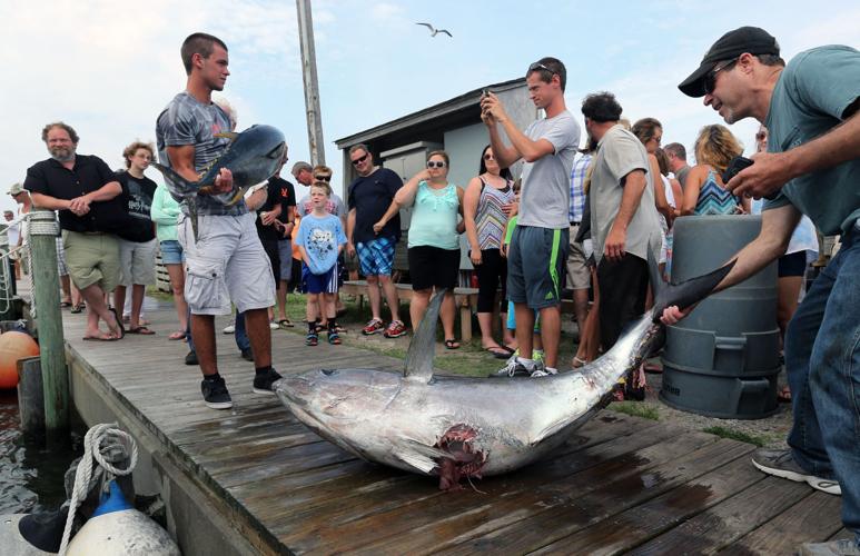Outer Banks fishermen blame attacks on overpopulation of sharks
