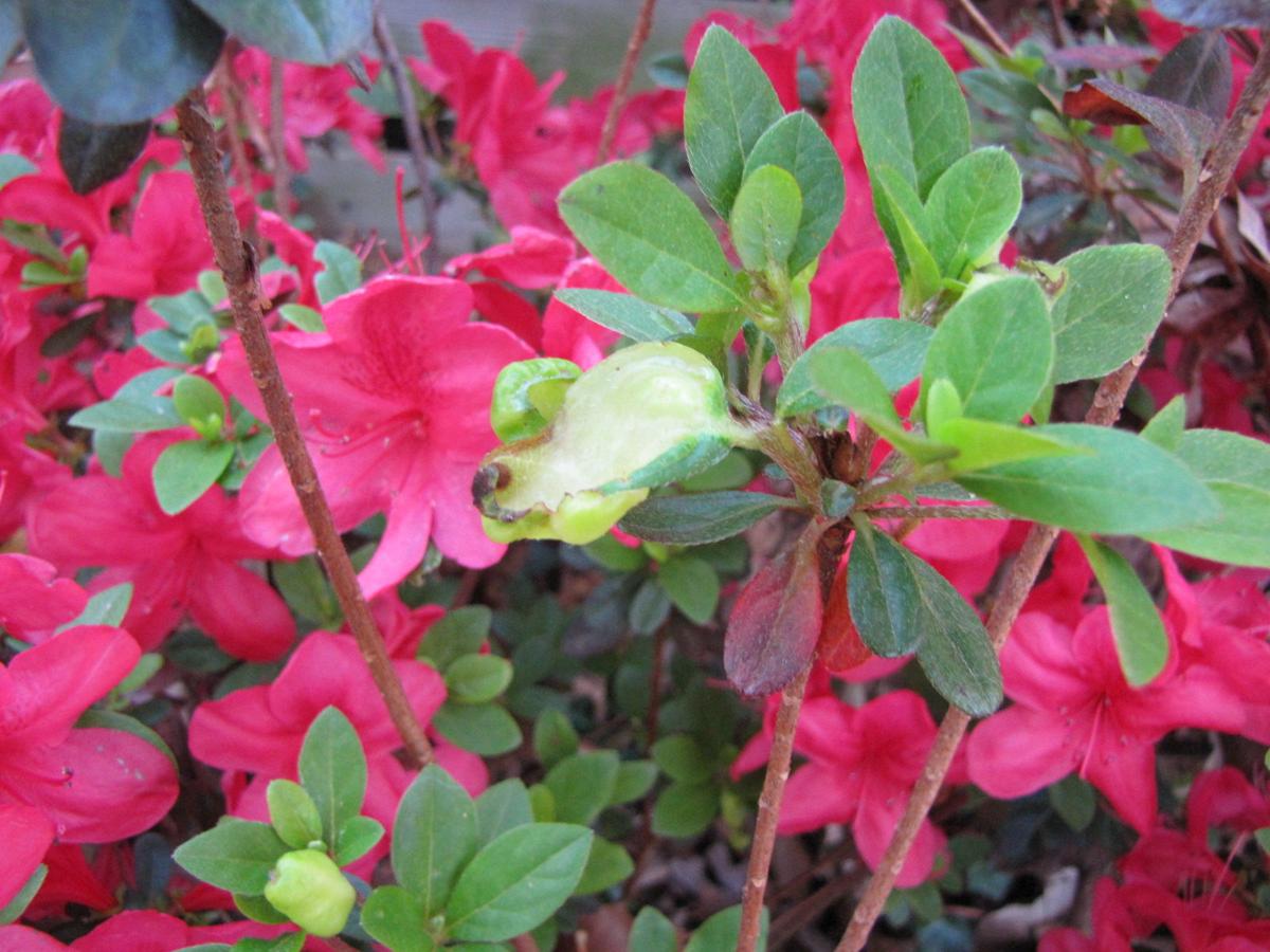 Gardening Q A Azalea Leaf Gall And Unwanted Mushrooms Richmond Com