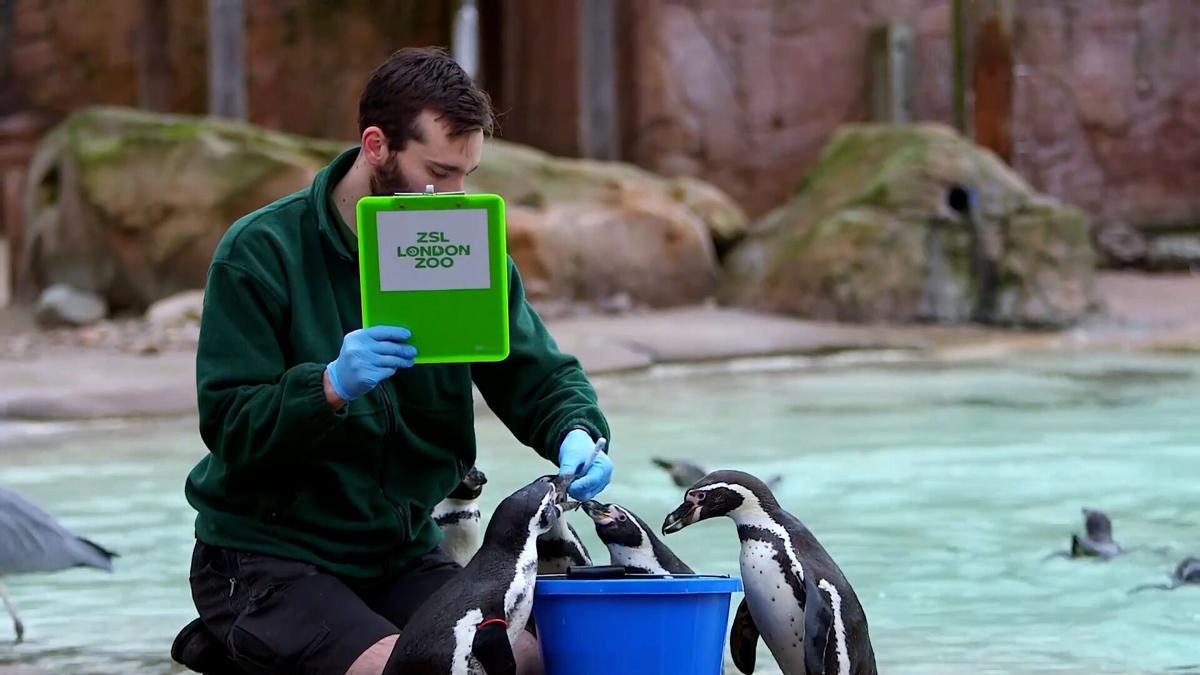 London Zoo Conducts Annual Animal Count Despite Lockdown National News Richmond Com The metro richmond zoo is pleased to announce the opening of a new sloth exhibit. richmond times dispatch