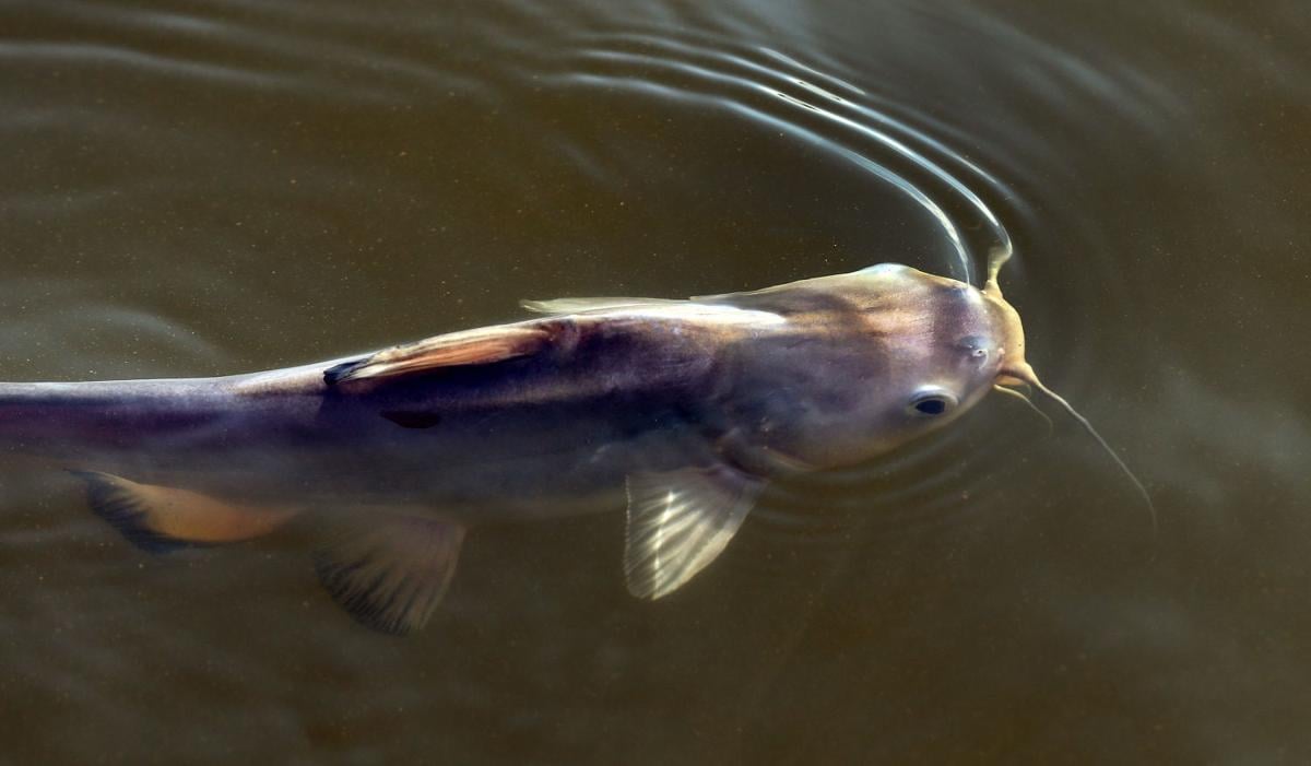 Saltwater Catfish – The Good & Bad