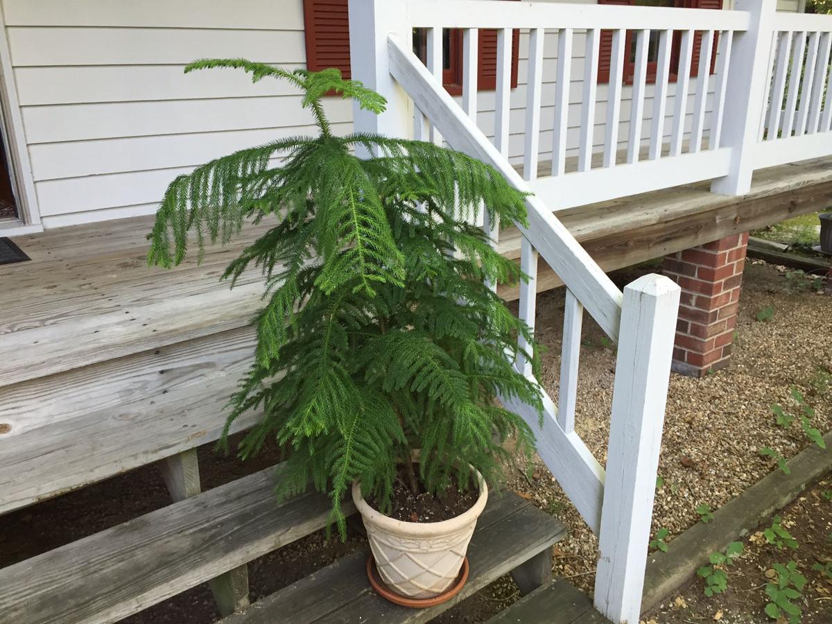 Gardening Q A Christmas Cactus Norfolk Island Pine Holly Berries And More Richmond Com
