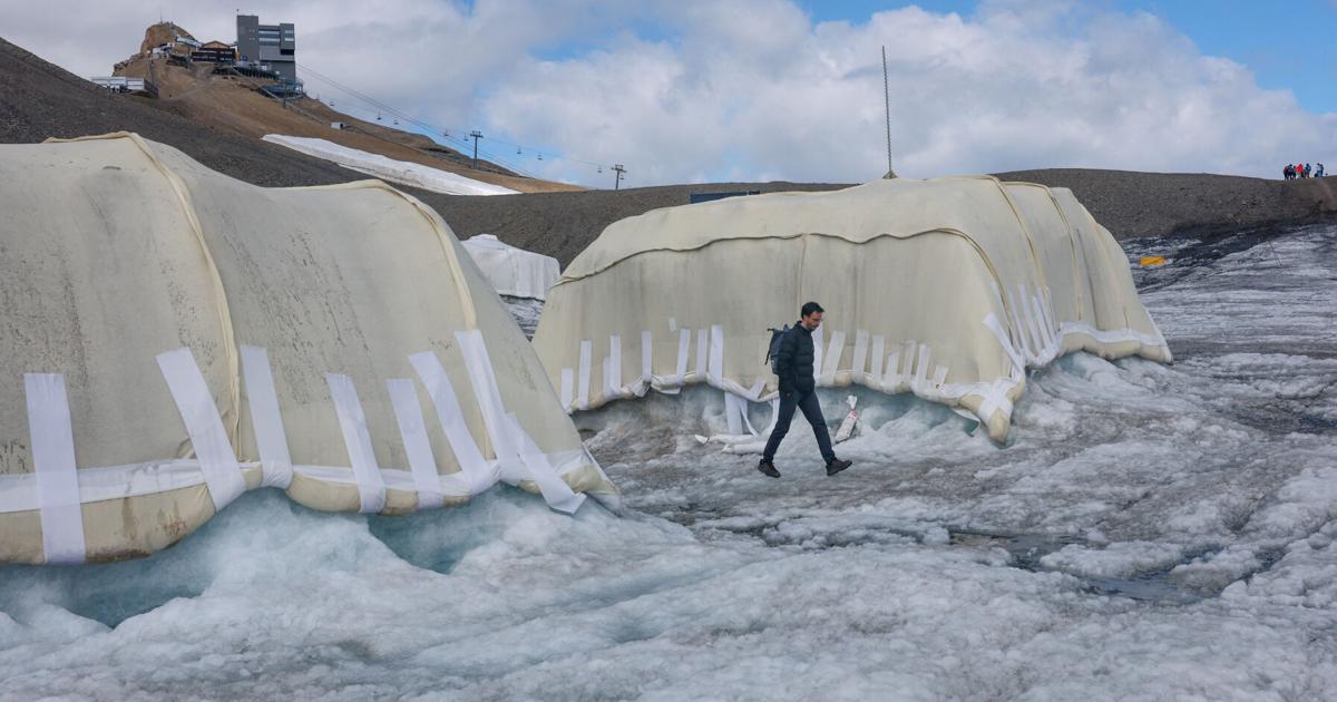 Können Schafe die Gletscher retten? Schweizer Wissenschaftler testen Wolle