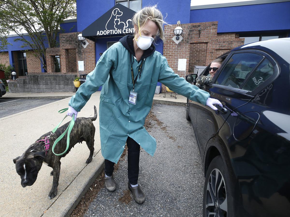 What A Blessing Stay At Home Orders Mean Record Number Of Animal