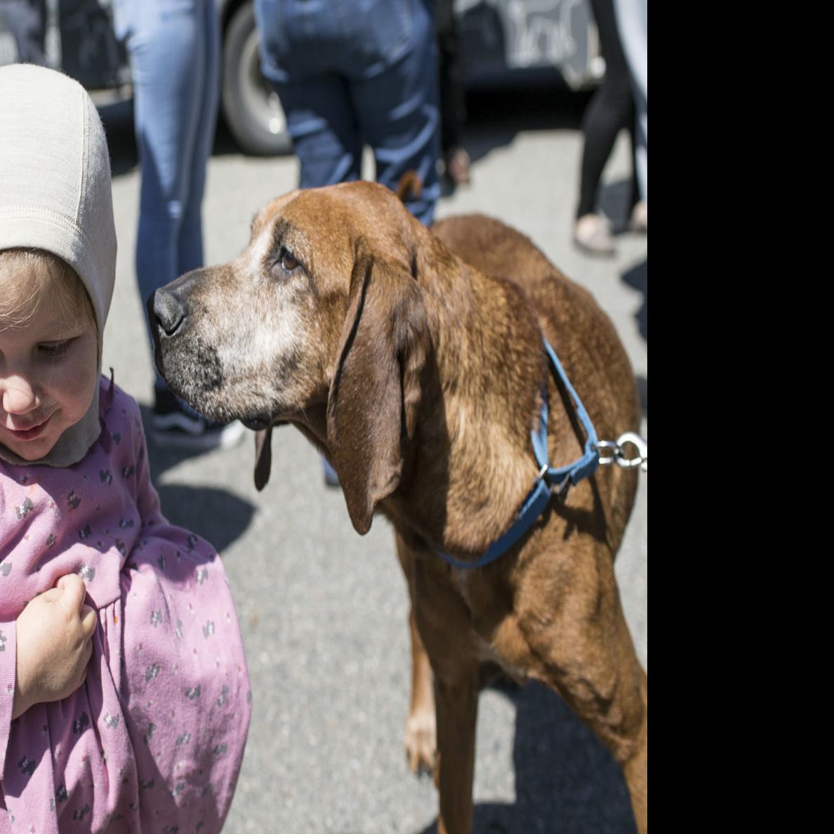 Cross Country Canine Crusade A Story With Legs Local