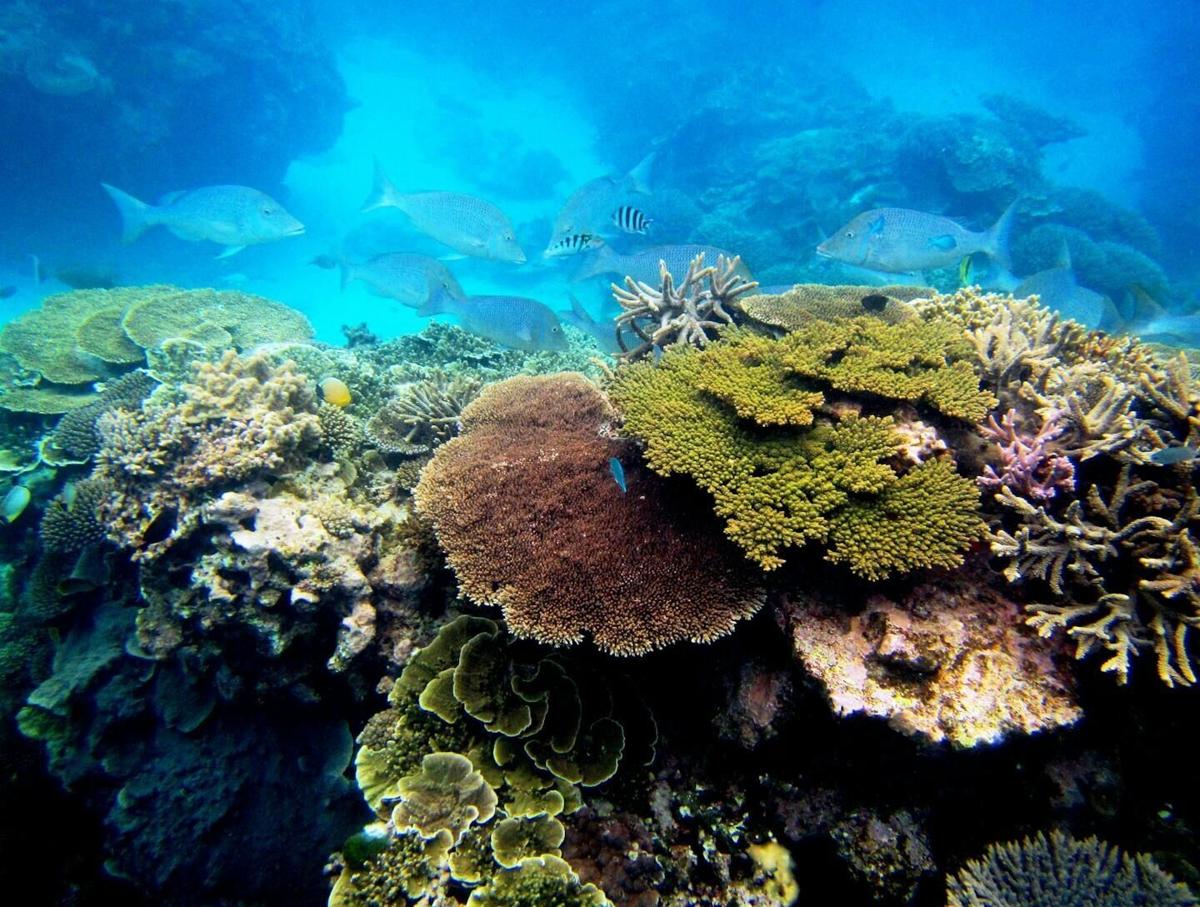 As climate change and pollution imperil coral reefs, scientists