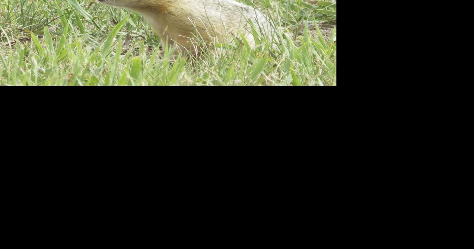 Ground squirrels are taking over a North Dakota city