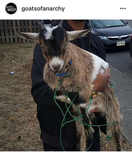 Three of four goat-related fraternity suspensions lifted at Radford;  'Philip' the goat still missing
