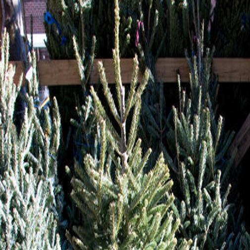 Where To Dispose Of Your Live Christmas Tree In The Richmond Area Richmond Local News Richmond Com