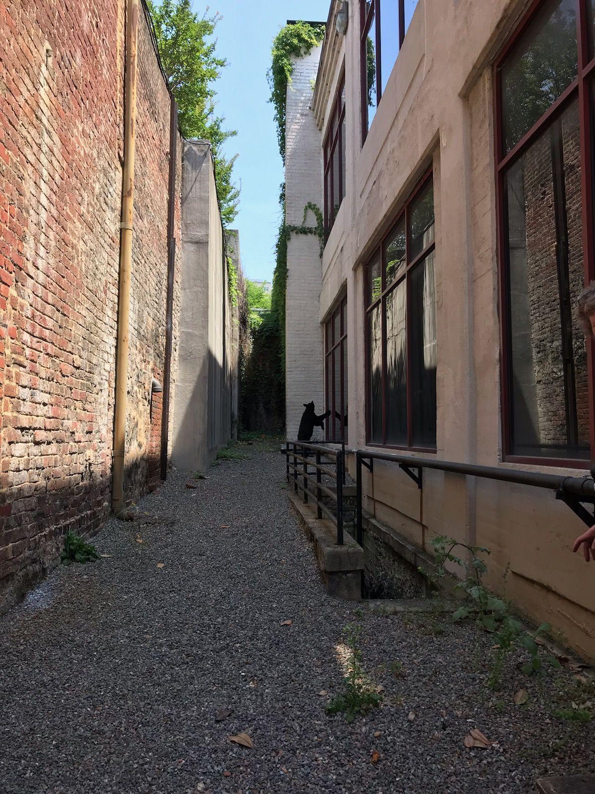 richmond va good place to live on Wild Bear Roams Downtown Richmond On Thursday Richmond Local News Richmond Com