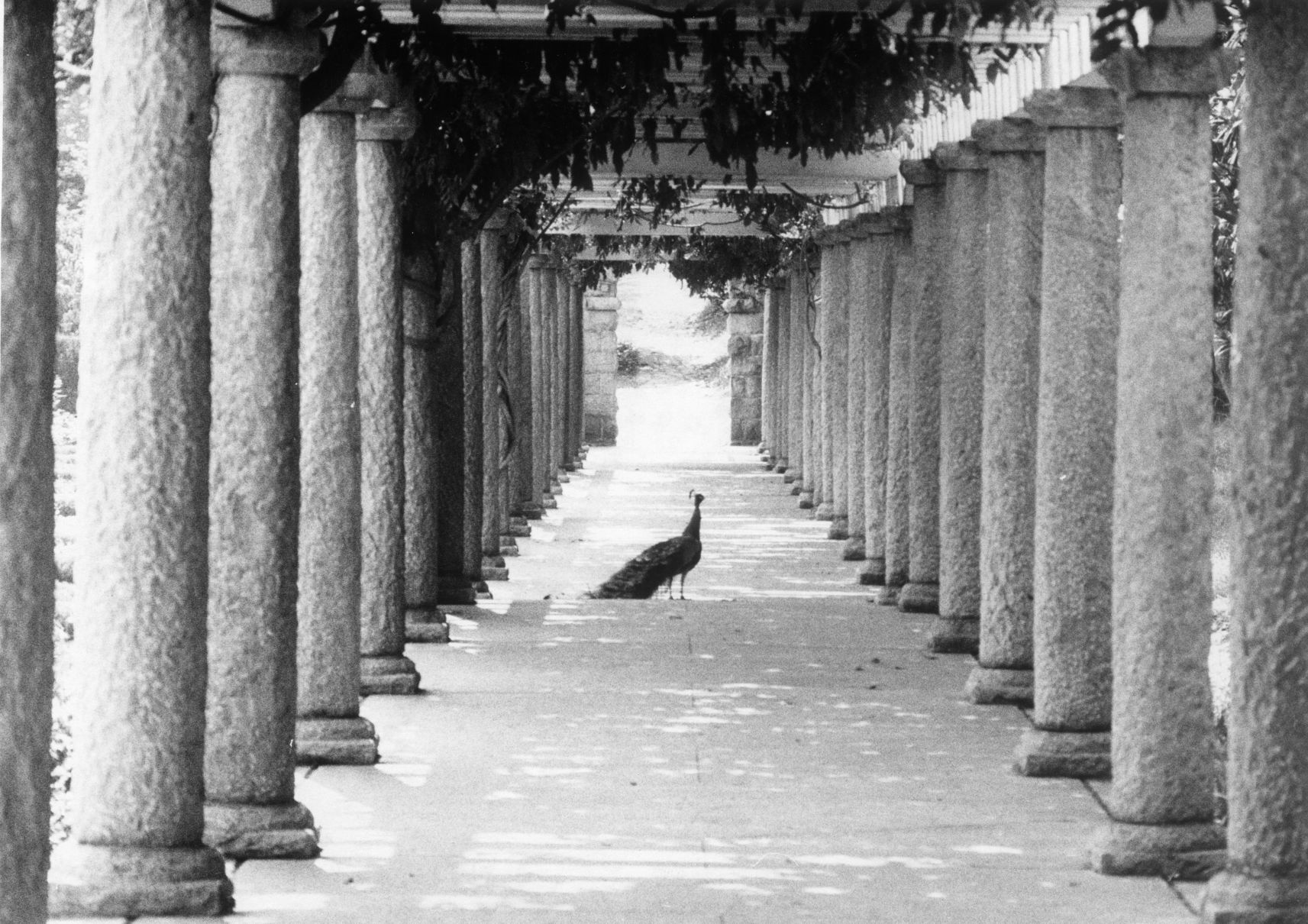 peacock