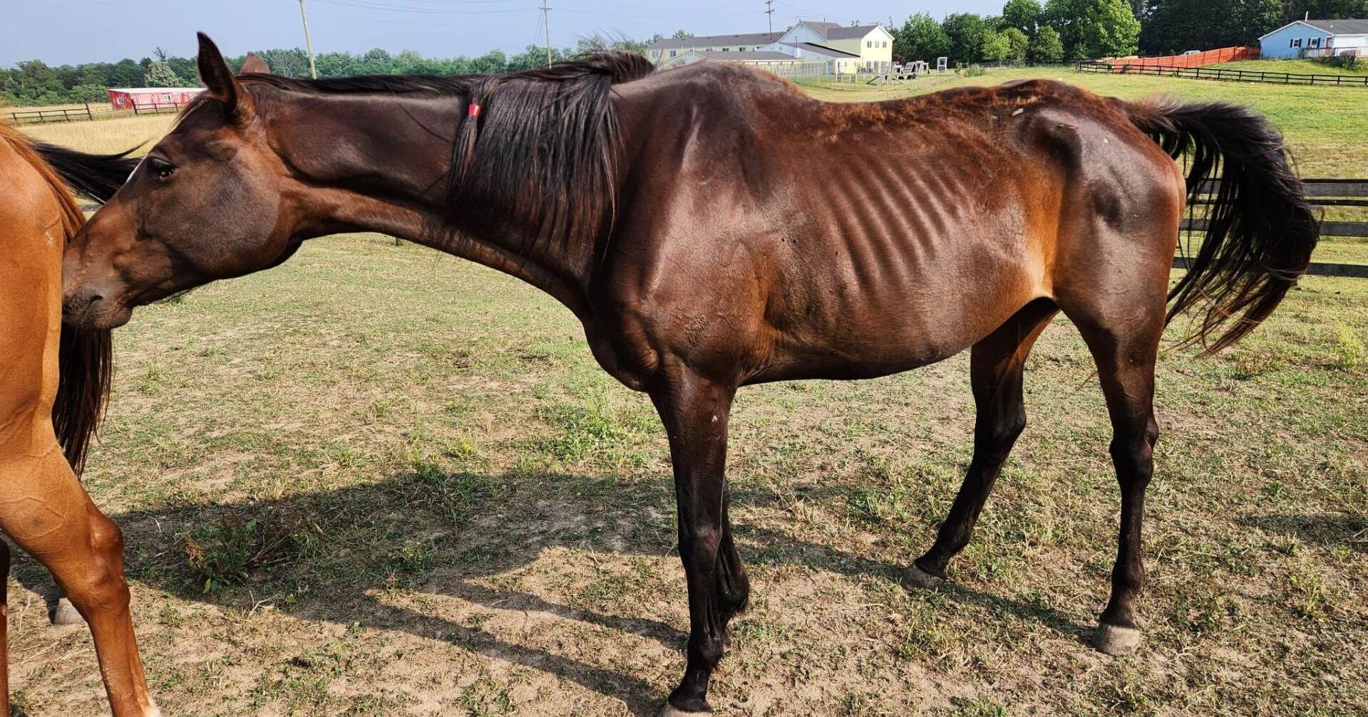 VA horse farm owner previously accused of animal cruelty - Vimarsana News