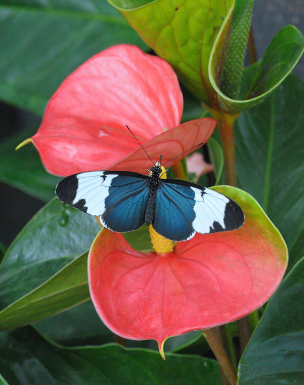 Butterflies LIVE! is back at Lewis Ginter for sixth time Special
