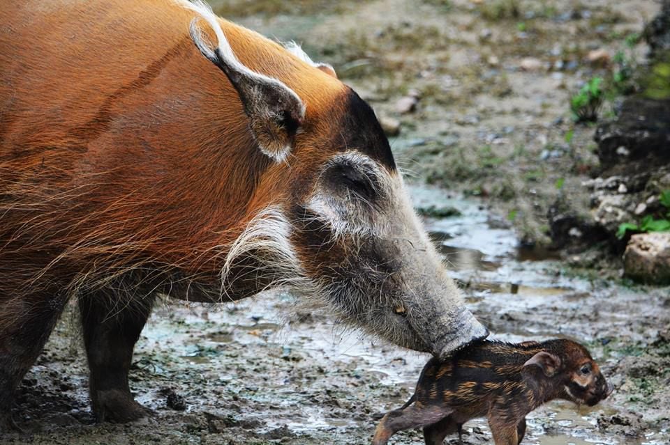 New river hog baby at the Metro Richmond Zoo