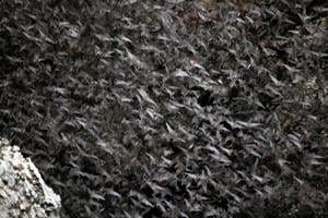 SCIENCE-BATS/