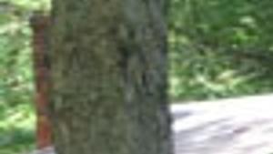 Uncut Yard Becomes A Pain In The Grass For Neighbors Property Values Richmond Local News Richmond Com