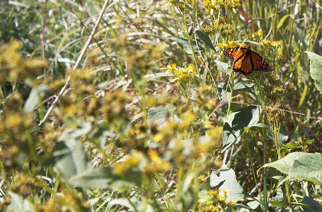 Fall wildlife watching at Virginia State Parks