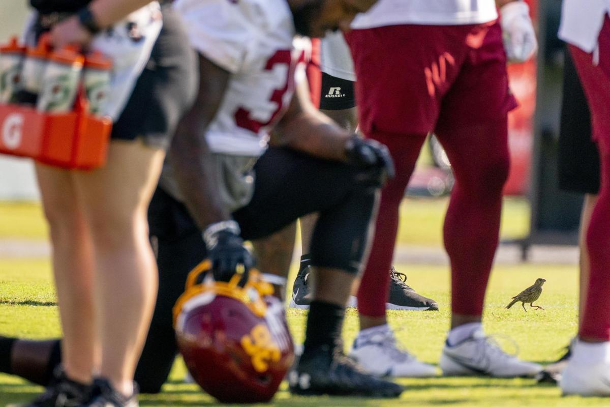 Washington Practice Bird