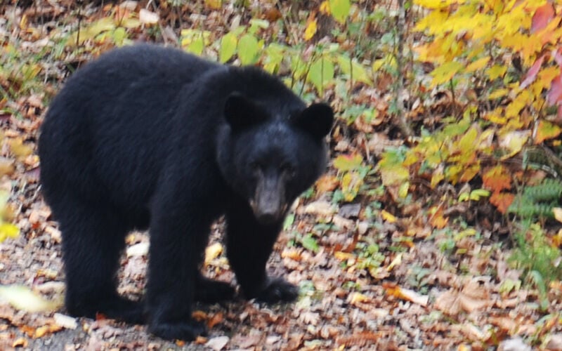 What Should Hunters Do If They Encounter a Bear?