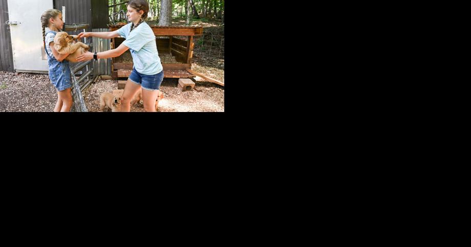 Bedford farm cultivates family, community, adorable puppies - Vimarsana News