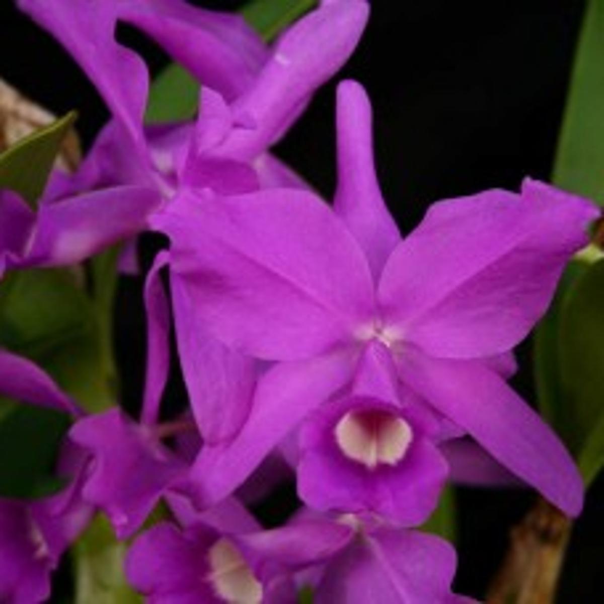 Orchids Time And Patience Required To Grow Baby Orchid To Maturity Entertainment Richmond Com