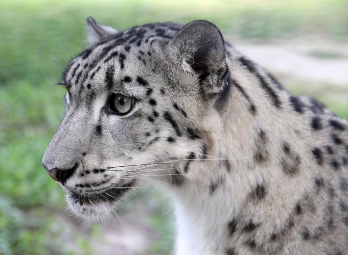 Snow leopard cubs go on exhibit at the Metro Richmond Zoo